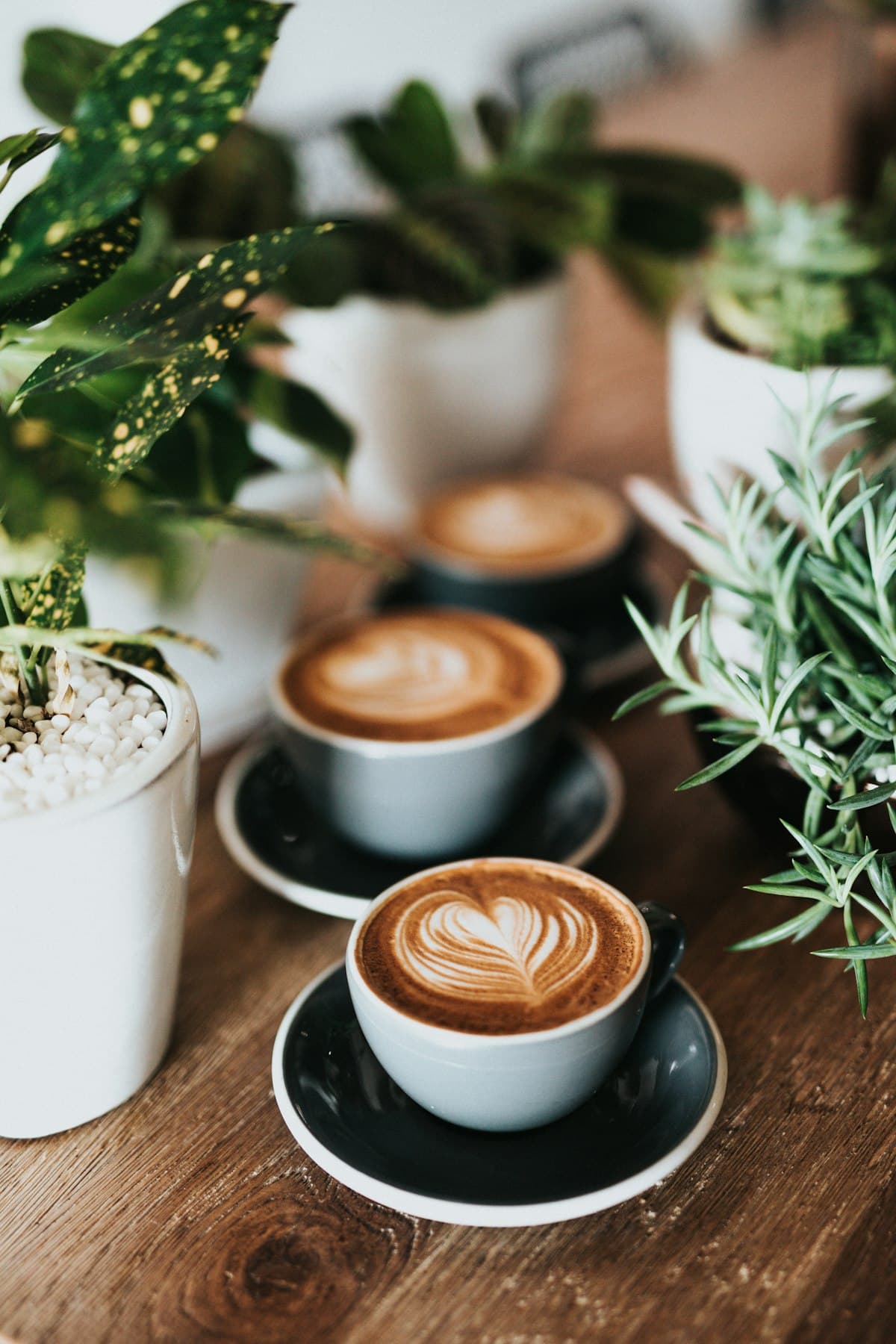 BARISTA PARLOR